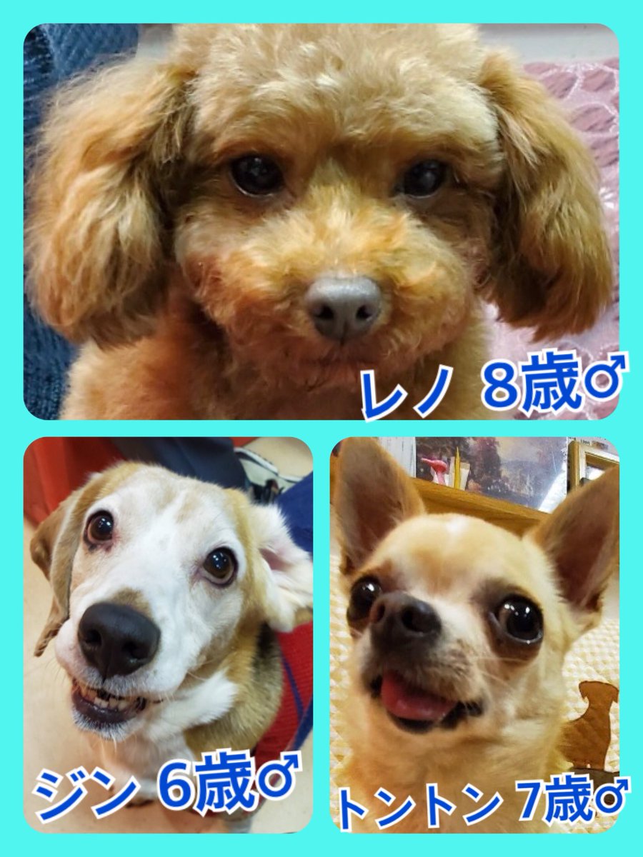 🐾今日の里親様募集中ワンコ🐶メンバーです🐾2020,2,13